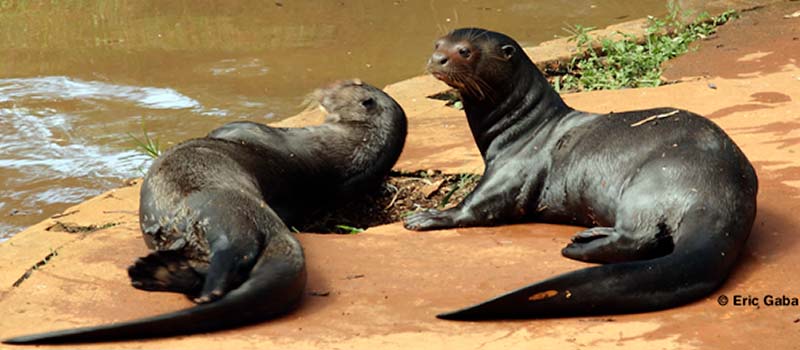 Der Riesenotter, eine im Amazonas Regenwald verbreitete Art der Otter