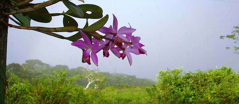 Flora und Fauna im Urwald